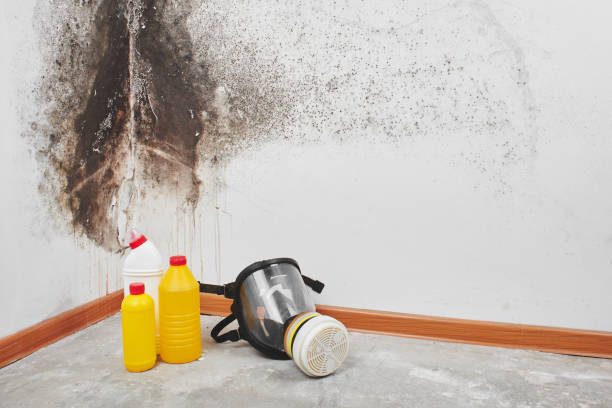 Best Black Mold Removal  in Peoria, IL