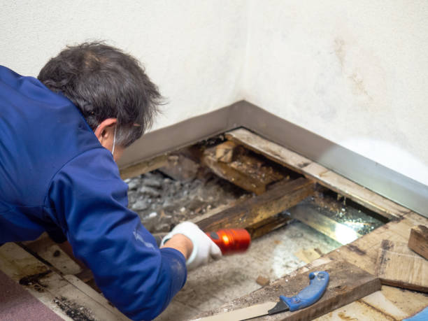 Best Office Mold Removal Services  in Peoria, IL