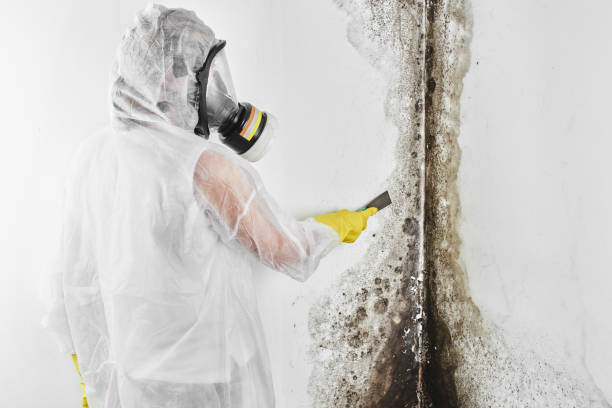 Reliable Peoria, IL Mold Removal Solutions