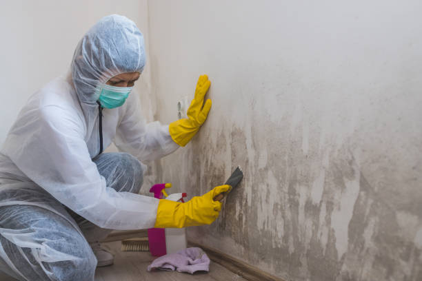 Best Affordable Mold Removal  in Peoria, IL