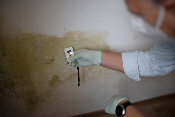 Best Mold Removal Company Near Me  in Peoria, IL