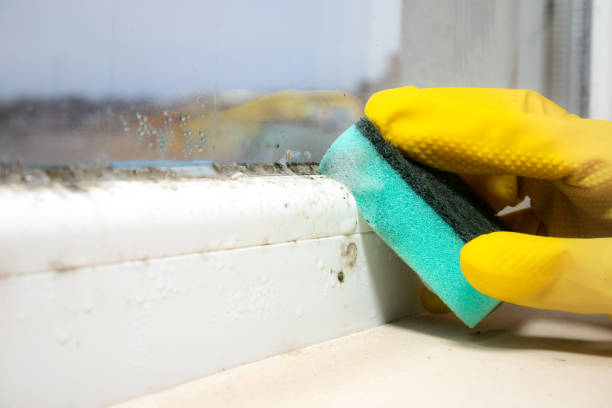 Best Emergency Mold Removal  in Peoria, IL
