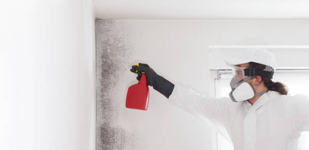 Best Same-Day Mold Removal  in Peoria, IL