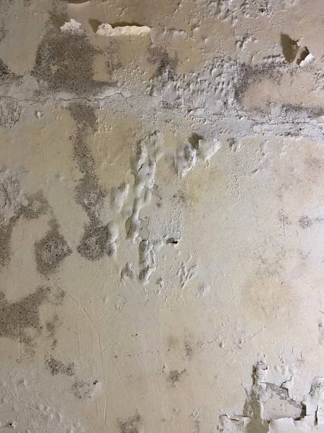 Best Mold Testing  in Peoria, IL