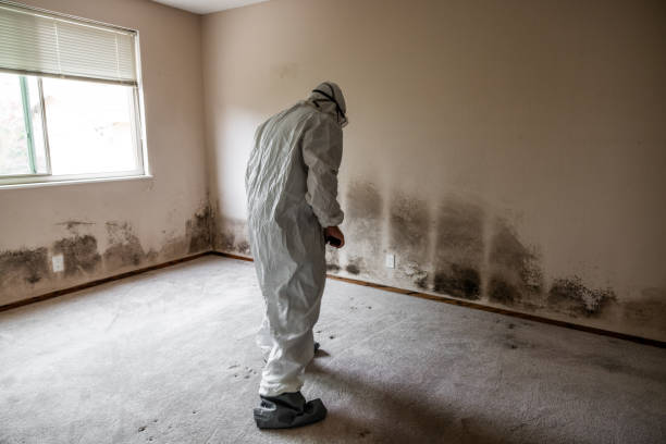 Best Attic Mold Removal  in Peoria, IL