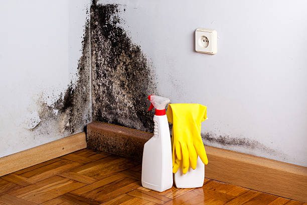 Crawl Space Mold Removal in Peoria, IL