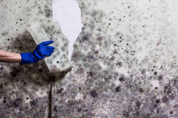 Best Home Mold Removal  in Peoria, IL